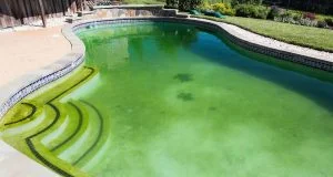 Algas na piscina. O que fazer?