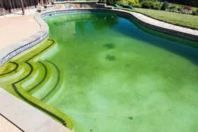 Algas em piscinas Algas em piscinas