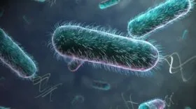 E. coli na piscina E. coli na piscina