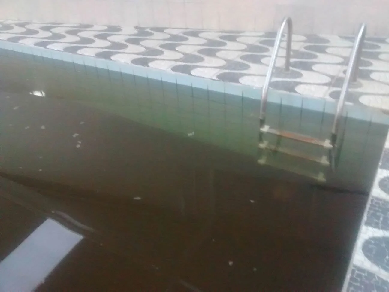 Algas na piscina. O que fazer?