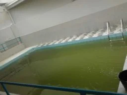 Água da piscina marrom