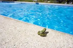 Por quê sapos gostam de piscinas