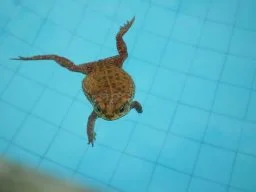 Sapo na piscina