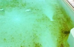 Eliminando algas mostarda da piscina