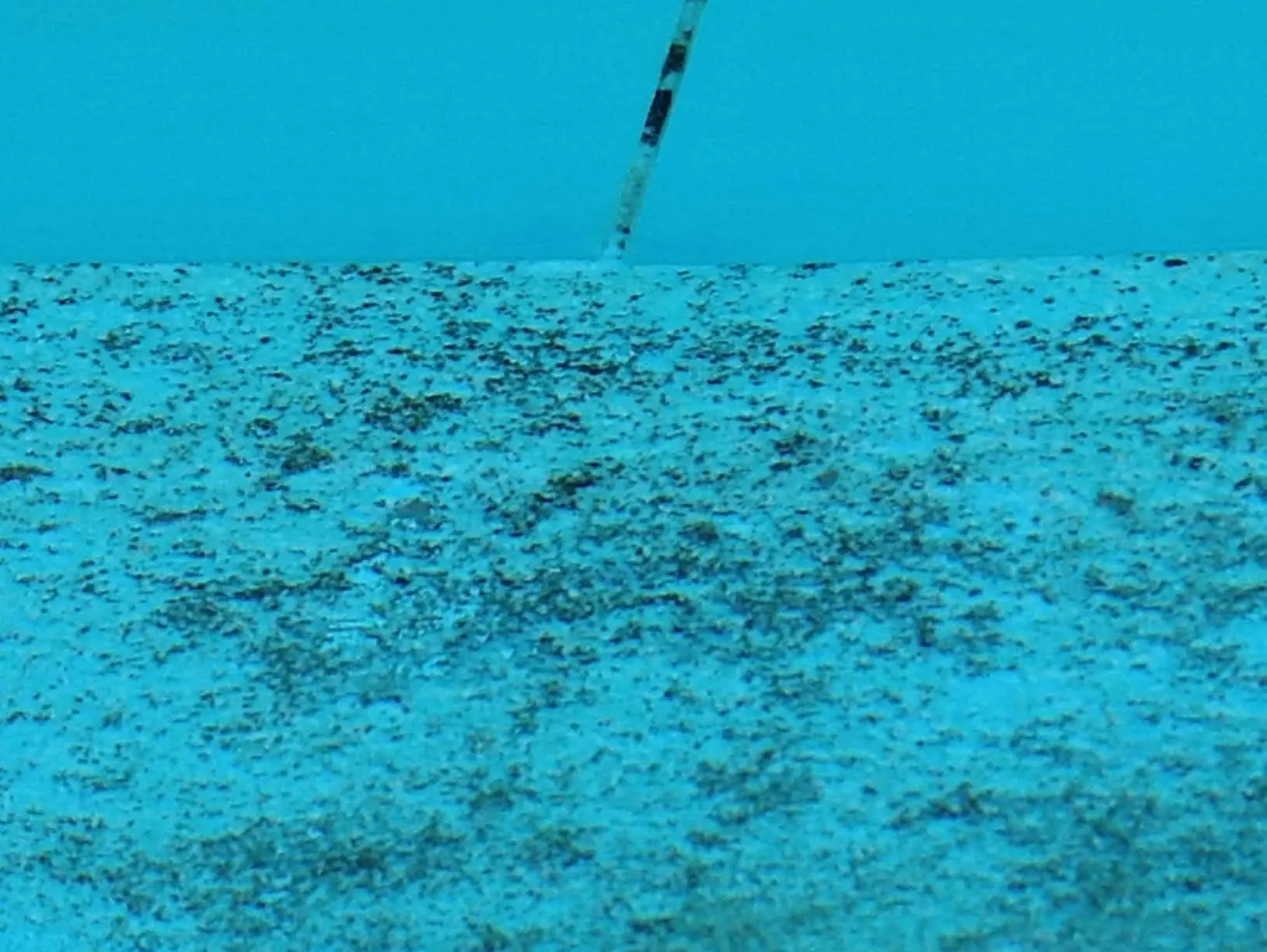 Eliminar algas pretas da piscina