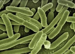 Escherichia coli - Bactéria que cresce na piscina sem deseinfecção