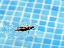 Insetos na piscina